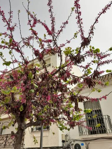 auricahk en Hamelin: Flora, Cercis siliquastrum, Martch 2021 Costa Del Sol 🌅 