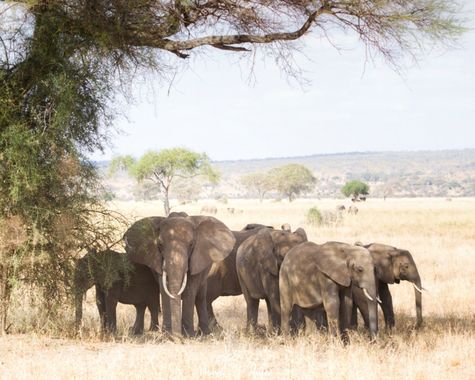 Mararuizasensio en Hamelin: Fauna  (Dodoma), #CumpleHamelin #fauna #tanzania #elefante #paisaje #landscape #elephants