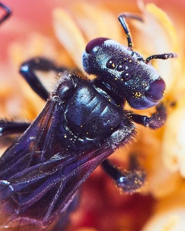 Aymbfotografia en Hamelin: Observación  (El Peñón), #insectos #volador 