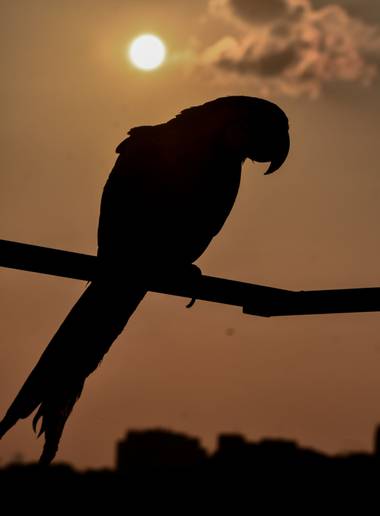José Viana en Hamelin: Fauna  (Caracas), #ave #avestropicales #guacamayojacinto #guacamaya 
