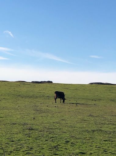 Info en Hamelin: Fauna, Mosquin finca en pantano nuevo, sin explotación ganadera