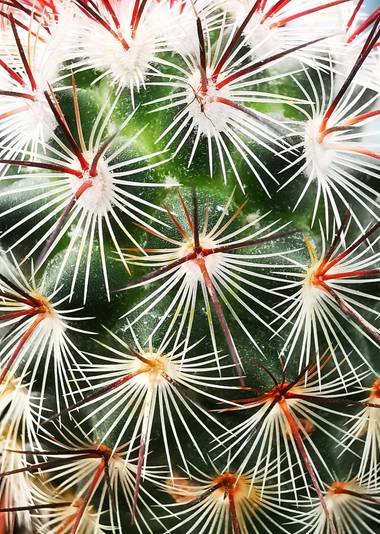 Mararuizasensio en Hamelin: Flora  (Marbella), Captus
#ParquesyJardines #captus #macro #huaweiphotography #p30pro #flora21 
