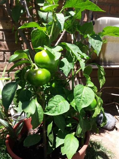 olgabijoux.ot en Hamelin: Flora  (Luján de Cuyo), Capsicum annuum