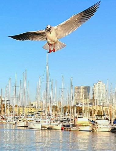 Rosa del Desierto en Hamelin: Fauna  (Barcelona), Chroicocephalus ridibundus (Linnaeus, 1766), Gaviota en el puerto.#aves21