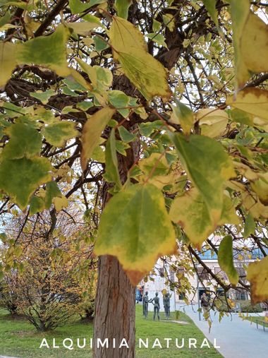 Alquimia Natural en Hamelin: Flora  (Santander), Acer buergerianum, #invierno2023 