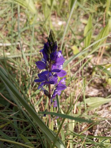Alquimia Natural en Hamelin: Flora  (Marina de Cudeyo), Sensibilidad 💕