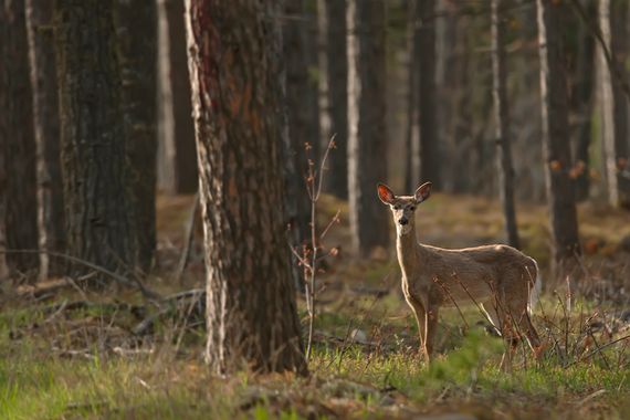 Ignicapillus en Hamelin: Fauna  (Chippewa County), Odocoileus virginianus (Zimmermann, 1780), Ciervo de Virginia

Esta es una especie muy extendida en la m...