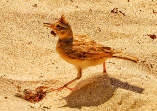 joseasanchezs en Hamelin: Fauna  (Cádiz), Galerida cristata (Linnaeus, 1758), Cogujada Común