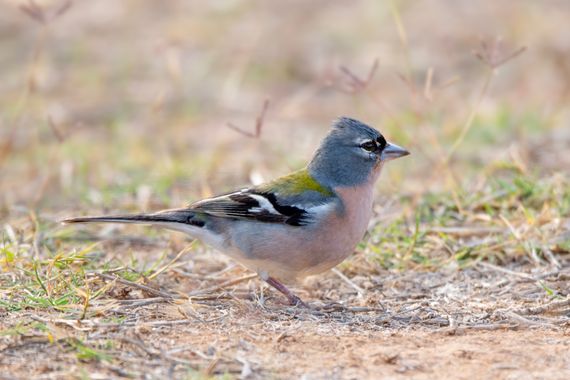 Ignicapillus en Hamelin: Fauna  (El Klea), Fringilla spodiogenys Bonaparte, 1841, Pinzón africano

Viaje a Marruecos (del 28 de febrero al 11 de marzo 2022...