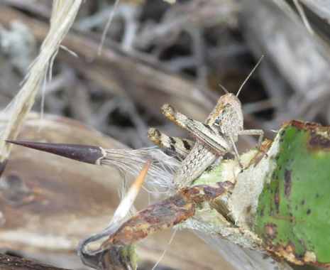Solerantonio2 en Hamelin: Fauna  (Níjar), Saltamontes