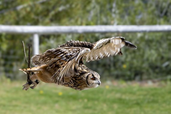 Lauratduch en Hamelin: Fauna  (Barcelona), Bubo bubo (Linnaeus, 1758), Lechuza volando