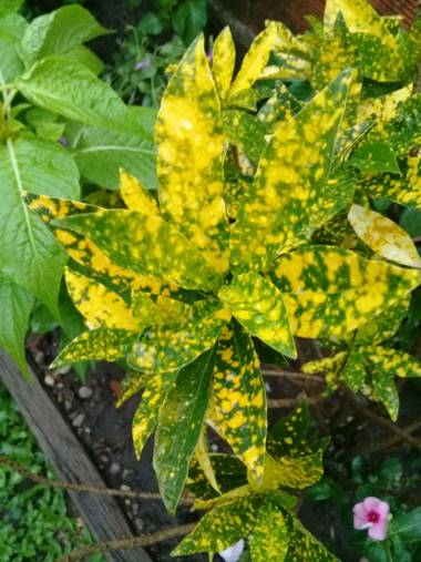 Supra3179 en Hamelin: Flora  (Chajarí), Aucuba japonica, Coloridas hojas bajo la lluvia 