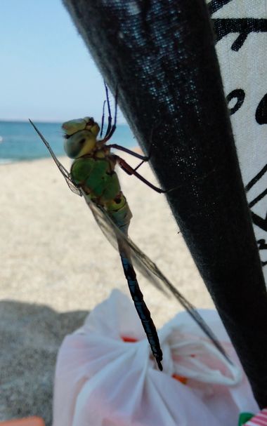 Solerantonio2 en Hamelin: Fauna  (Níjar), Libelula