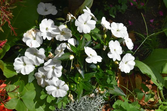 Solerantonio2 en Hamelin: Flora  (Olite/Erriberri), Impatiens walleriana, Planta