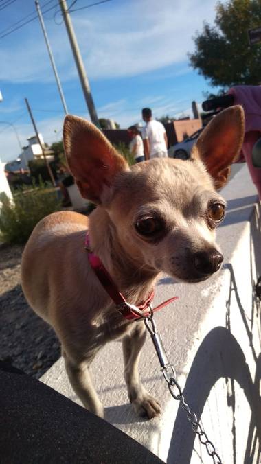 Kiara Harris en Hamelin: Fauna, #chihuahua #razapequeña #lori