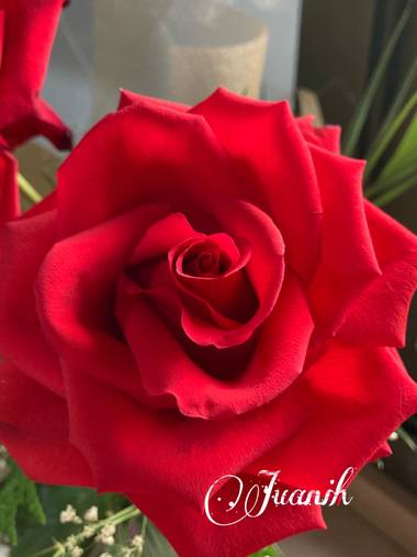 Juanih.espi en Hamelin: Flora  (Murcia), Rosa chinensis, #Rosa 😍