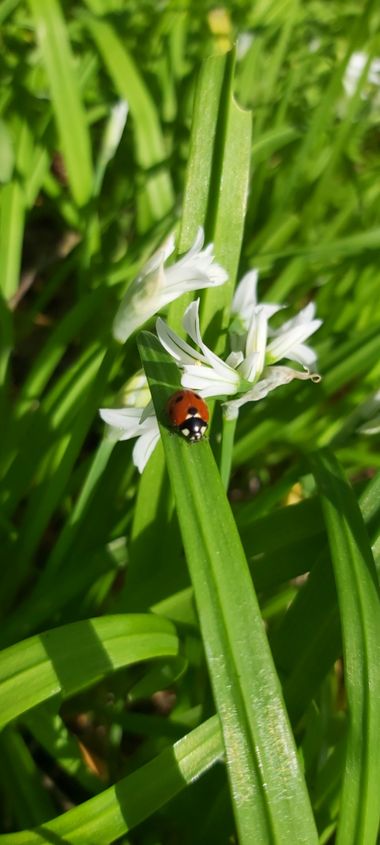 Itzal79 en Hamelin: Fauna, #natura 