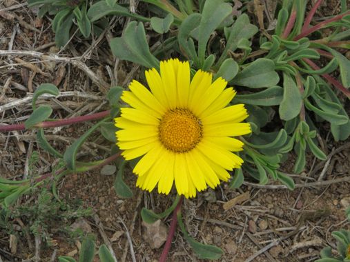 Solerantonio2 en Hamelin: Flora  (Níjar), Pallenis maritima, Planta