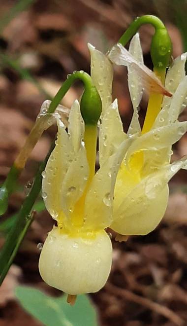 Jvizper en Hamelin: Flora, #flora21 