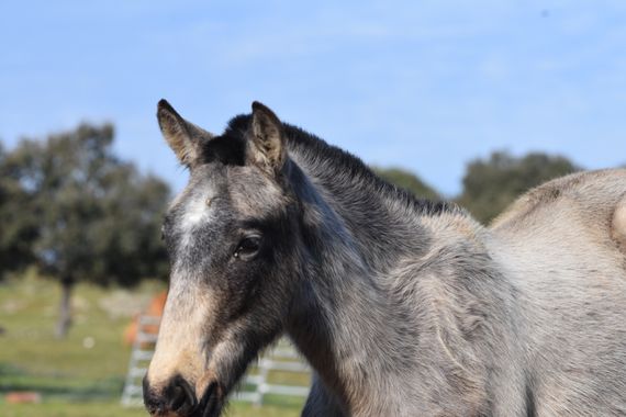 Info en Hamelin: Fauna, Caballos en semilibertad en Extremadura 