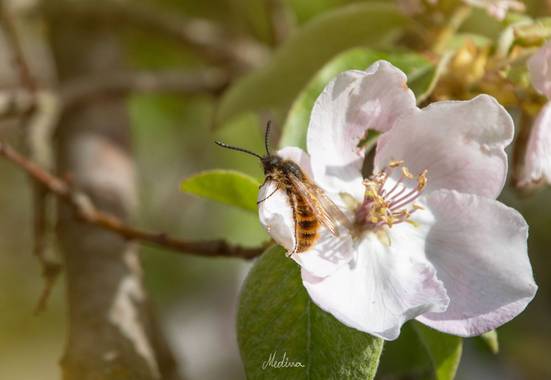 Vanessa_sm en Hamelin: Fauna  (Pozo Alcón), #fauna #hamelin #abeja #flor #primavera