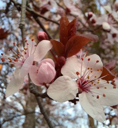 Naomi en Hamelin: Flora  (Barcelona), Prunus cerasifera, 🌸
