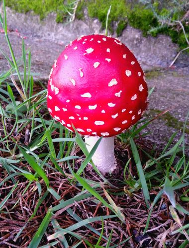 𝓨𝓲𝓵𝓵 𝓡𝓪𝓲𝓷 en Hamelin: Observación, #Hongos #red