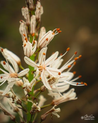miradasbotanicas en Hamelin: Flora, #flora #naturaleza #macro