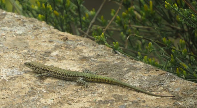 Solerantonio2 en Hamelin: Fauna  (Almería), Lagartija verdosa