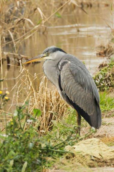 Logarma en Hamelin: Fauna  (Sant Jaume d'Enveja), Ardea cinerea Linnaeus, 1758, #Aves21