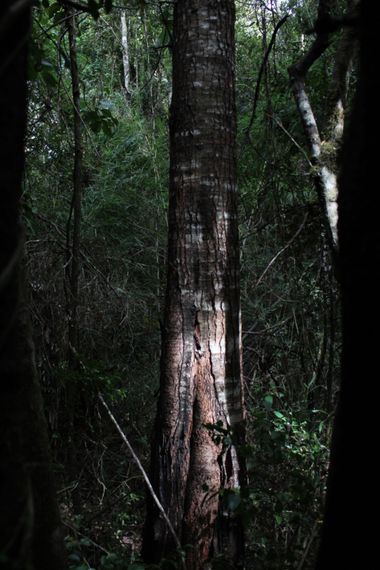 XxPrOzMeNxX en Hamelin: Flora, #arboles #bosque #sombras #luces 