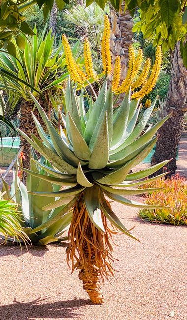 su en Hamelin: Flora  (Marrakech), Aloe ferox, #flor #planta 