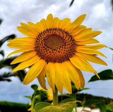 Msanchezvasco en Hamelin: Flora  (Ulldecona), Helianthus annuus, Además de ser llamativo y hermoso, el girasol es una flor que tiene un significado muy apr...