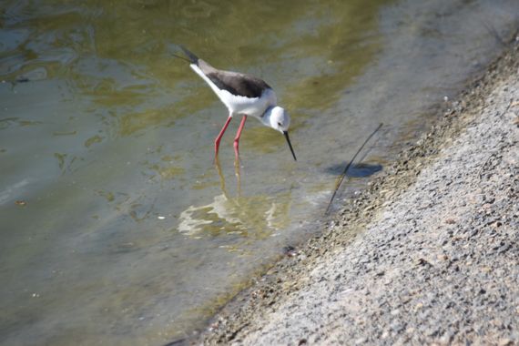 Solerantonio2 en Hamelin: Fauna  (Camino del Sauce), Himantopus himantopus (Linnaeus, 1758), Cigüeña comun
