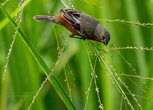 danielhincapie230979 en Hamelin: Fauna  (Copacabana), Sporophila minuta (Linnaeus, 1758), #naturaleza #wildlife #nature #faunadecolombia #fauna #colombia #...