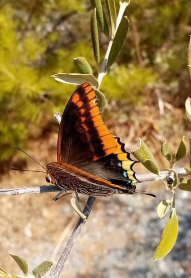Jcestradaliebana en Hamelin: Fauna, Esta mariposa la fotografié en la sierra de Almería 