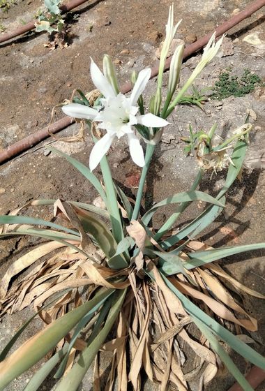 Solerantonio2 en Hamelin: Flora  (Almeria), Pancratium maritimum, Azucena de mar planta