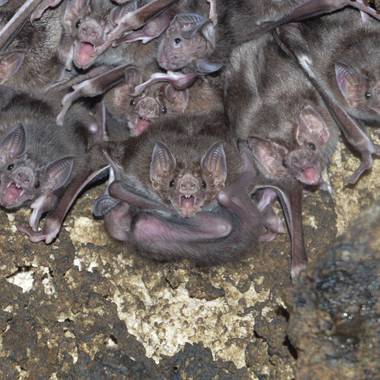 Orlandovivanco667 en Hamelin: Fauna, Grupo familiar de murciélago vampiro común (D. rotundus), observamos una hembra protegiendo a su cría, la cual se es...