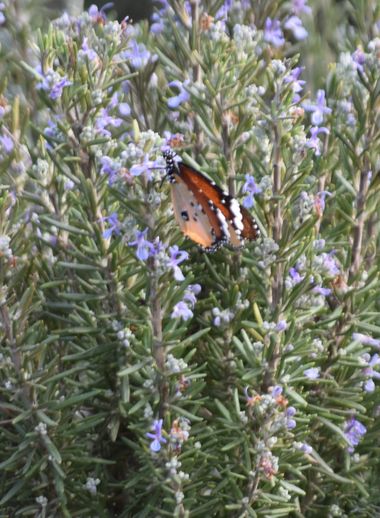 Solerantonio2 en Hamelin: Fauna  (Almería), Insecto