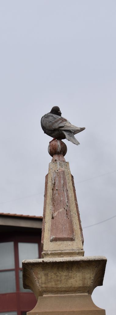 Solerantonio2 en Hamelin: Fauna  (Murcia), Paloma torcal