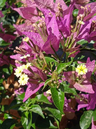 V.G en Hamelin: Flora, Bougainvillea glabra, #bougainvillea#flor#plantadejardín#gardenflower#gardenplant#flowers