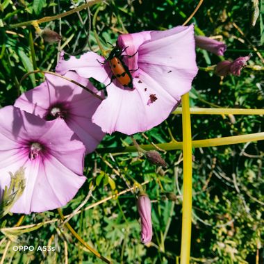 Solerantonio2 en Hamelin: Fauna  (Níjar), Insecto