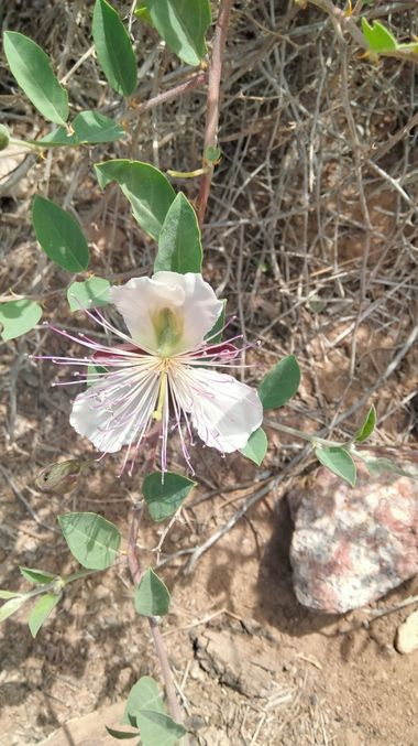 Solerantonio2 en Hamelin: Flora  (Níjar), Capparis spinosa, Planta