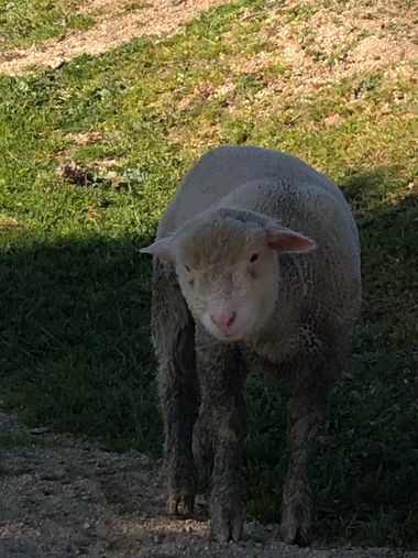 Info en Hamelin: Fauna  (Casar de Cáceres), Oveja en el campo de Extremadura 