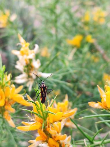 Gabrielfgasparin en Hamelin: Fauna  (La Puebla del Río), Insecto 