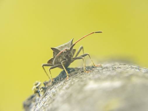 Eritz.cortazar en Hamelin: Fauna  (Bilbao), Insecto del muelle

#coreus #coreusmarginatus #chinche #insecto #insect #hamelin #nature #naturepic #naturaleza...