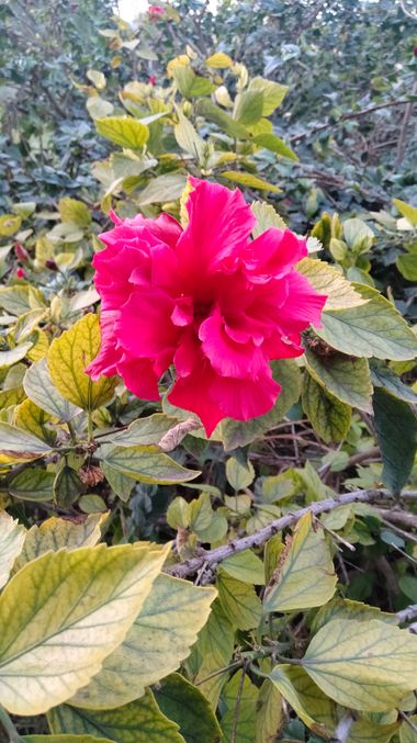 Solerantonio2 en Hamelin: Flora  (Almería), Hibiscus rosa-sinensis, Planta