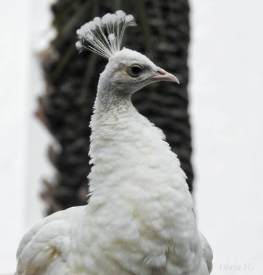 olaya96fg en Hamelin: Fauna  (Elche), Pavo cristatus Linnaeus, 1758, #Aves21