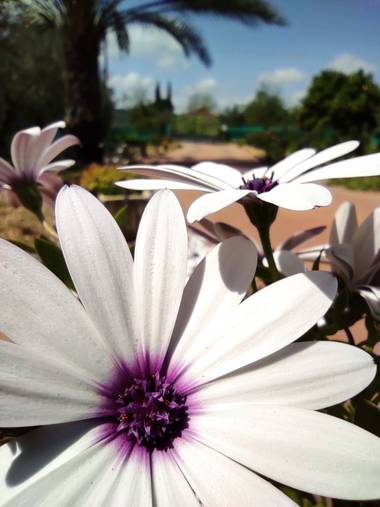 Ulricharrondo en Hamelin: Flora  (Posadas), Osteospermum ecklonis, #macro #flora21 