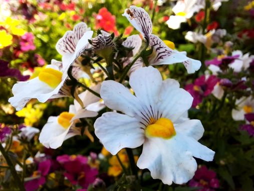 Naomi en Hamelin: Flora  (Estepona), Nemesia strumosa, #flores 